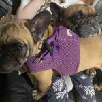 french bulldog sisters for sale