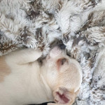 Stunning pure breed Chihuahua