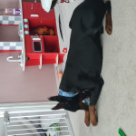 European import cropped and docked 