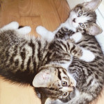 Stunning Bengal x British Blue Kittens For Sale in London