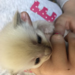 We have 4 adorable Ragdoll Babies Available to Reserve 