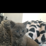 Stunning Russian Blue x Burmese kittens for sale