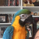 Blue and gold macaw 4 years old