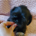 Pug x shih tzu (pug-zu) very loving natured