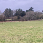 Beautiful German Shepherd puppies Full Pedigree Champion Lines 