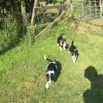 Beautiful border collie puppies for sale 