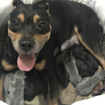 Staffy Staff Puppy Puppies Male Female Blue Tan Black Brindle Staffordshire Bull Terrier