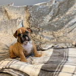 REDUCED gorgeous litter of British bulldog puppies 