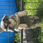 5 ?? French bulldogs with fluffy gene