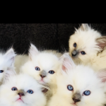 Full pedigree kittens 