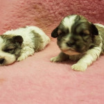 Lovely Malshi pups for sale