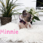 Adorable French bull dog Puppies for sale - 2left