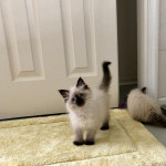 blue eyes ragdoll kittens available, seal point