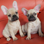 Adorable Loving French Bulldogs  for new homes 