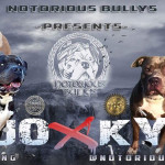 ABKC REG XL American Bully Pups 