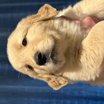 Maverick, The Adorable Golden