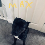Beautiful 3 year old staffy for sale asap
