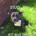 Gorgeous Jet Blue Sky for Stud
