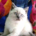 Kittens for sale BSH colourpoint blue point