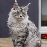 GCCF Registered Pedigree Maine Coon Kittens for sale