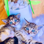 Enchanting Siberian Forest x Bengal Hypoallergenic Kittens For Sale