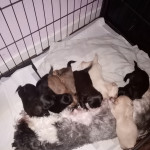 Litter of 8 shorkie puppies
