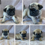 Pug x bulldog puppies for sale 