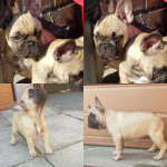 Kc French bulldog pups for sale 