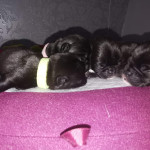 Full kennl club pug puppys  2 female 