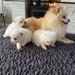 pomeranian puppies for sale 