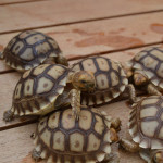 Sulcata Baby Tortoise 