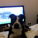 11 month old male staffie 