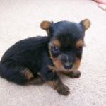 GORGEOUS YORKSHIRE TERRIER PUPPIES FOR SALE