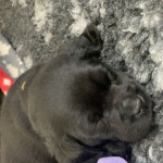 Beautiful black Labrador puppies 