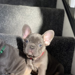 Blue & Tan Male French Bulldogs 