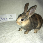 Silly tame mini Rex x baby bunnies