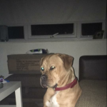 American bulldog cross