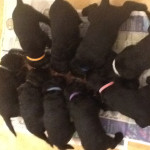 Labradoodle puppies f2 ready for visiting 