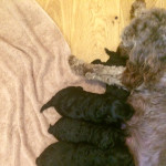 Sproodle puppies **2 LEFT**