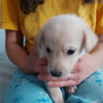 Beautiful shollie puppies