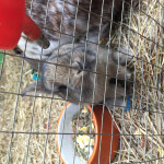 Brown baby Netherland dwarf bunny for sale