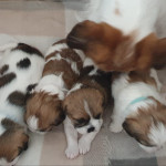 Shihtzus girls and boys available 