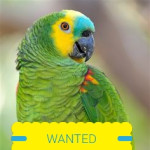 Amazon parrot wanted