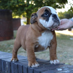 Amazing Litter Of 6 English Bulldog Puppies For Sale