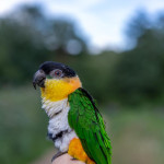 Black-headed caique parrot