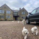  Golden Retriever Puppies - Kennel Club Registered