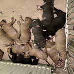 American bully xl puppies