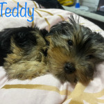 Beautiful Yorkshire terrier puppies Ready now 