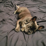 French Bulldog Puppy, Male, 4 mos old