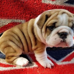  Cute and Beautiful and healthy bulldog puppies for sale
